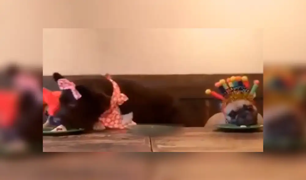 Facebook viral: cumpleaños de perro se arruinó por egoísmo del mimado cachorro [VIDEO]