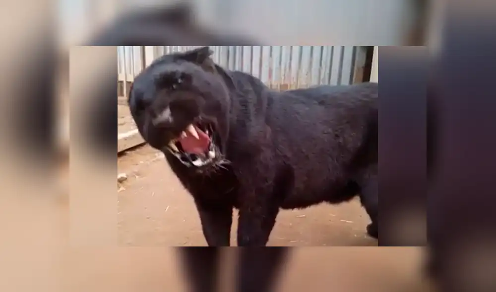 Turista se topa con voraz pantera y se acerca demasiado al animal. Turista se topa con voraz pantera y se acerca demasiado al animal.