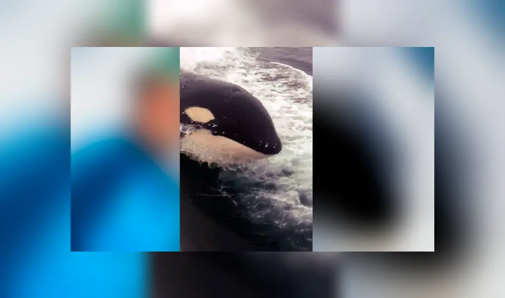 Un grupo de pescadores registró el momento en que una ballena emergió del mar y se dejó tomar distintos 'selfies'.