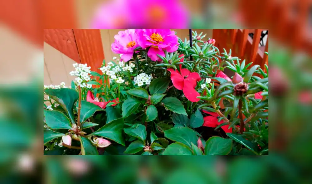 Desliza las imágenes hacia la izquierda para conocer la verdadera respuesta sobre este desafío de Facebook. Foto: La100. Desliza las imágenes hacia la izquierda para conocer la verdadera respuesta sobre este desafío de Facebook. Foto: La100.