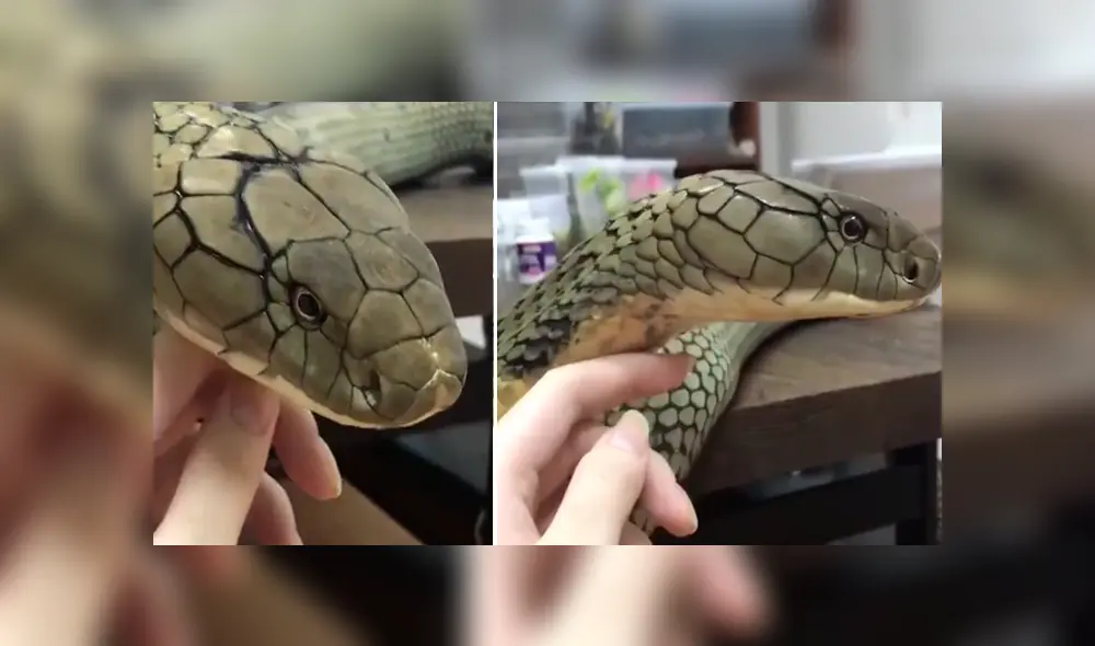 El video viral de Facebook muestra el momento en que una mujer quedó a pocos centímetros de una peligrosa serpiente.