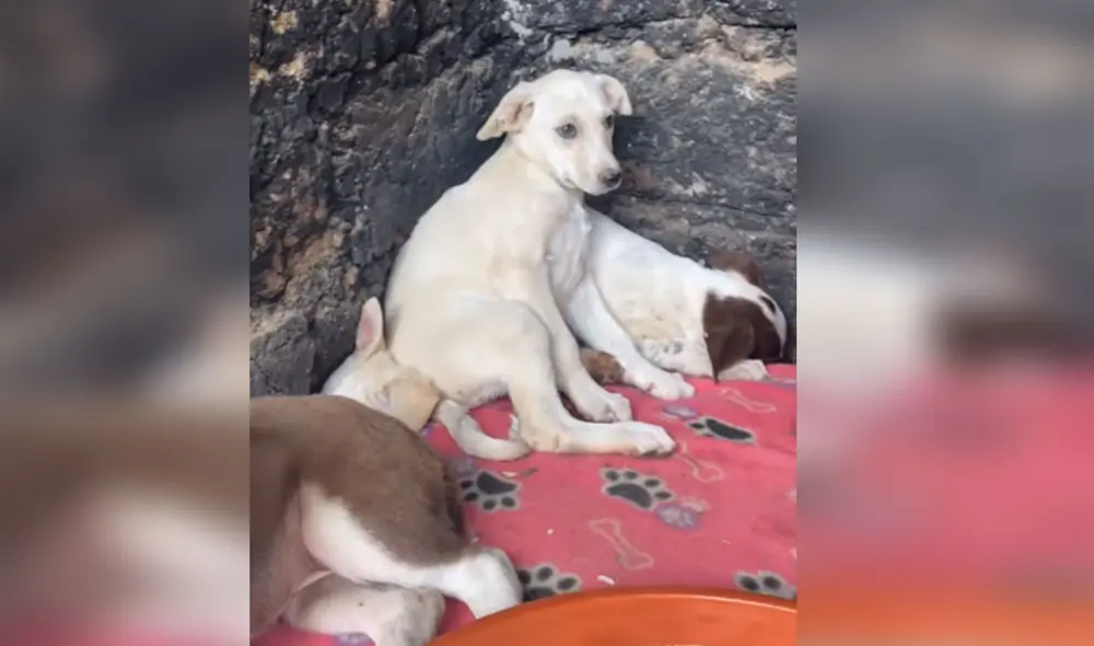 Desliza las imágenes para ver más detalles sobre esta tierna escena que es viral en redes sociales. Foto: captura de Facebook Desliza las imágenes para ver más detalles sobre esta tierna escena que es viral en redes sociales. Foto: captura de Facebook