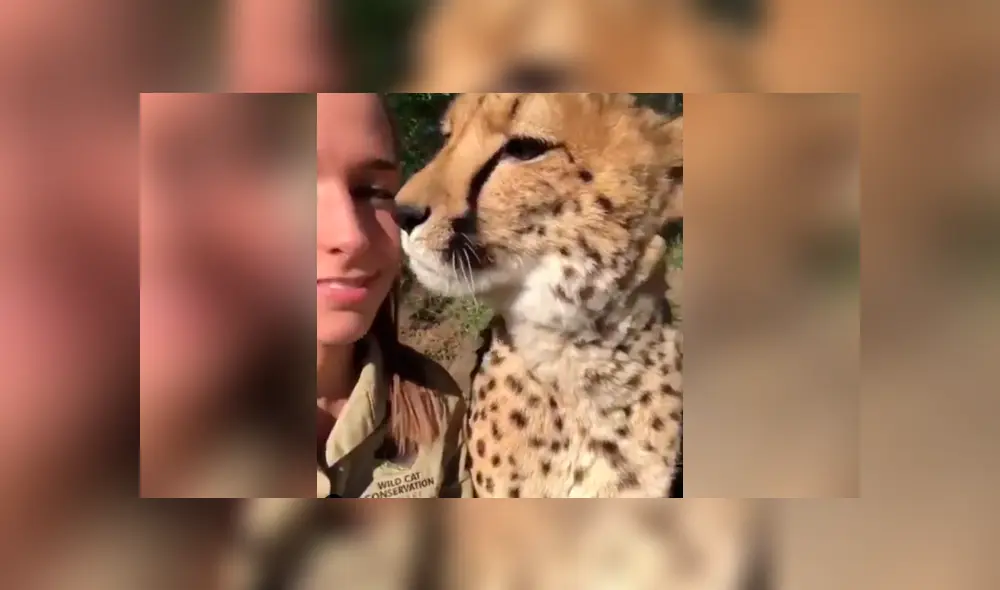 La arriesgada cuidadora de felinos le dio un beso a un leopardo. La arriesgada cuidadora de felinos le dio un beso a un leopardo.