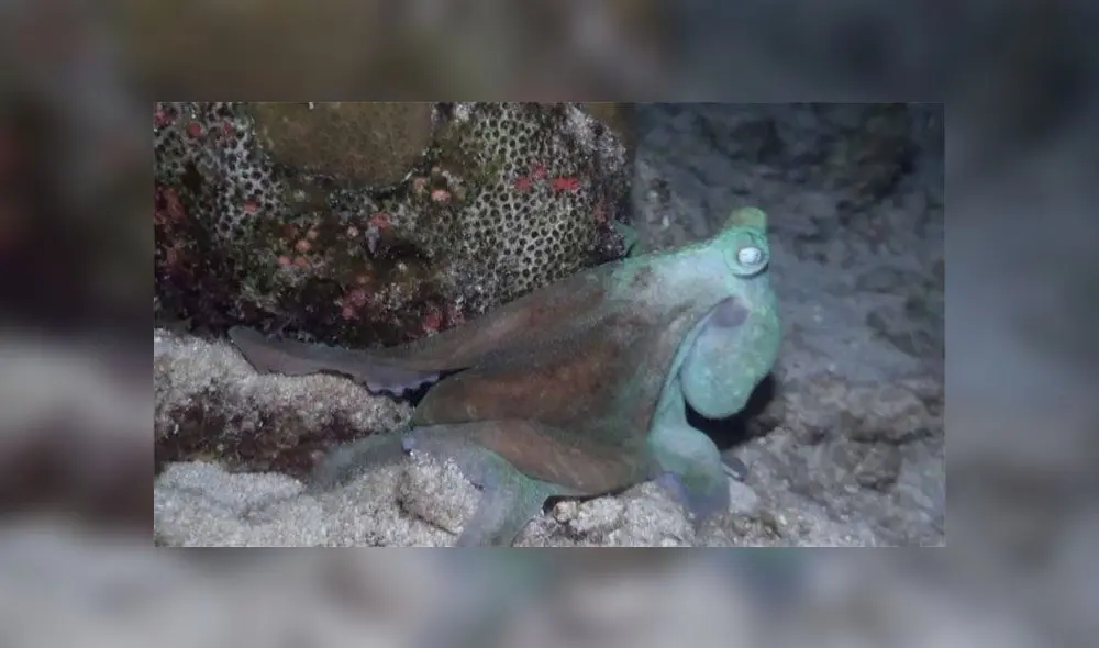 Desliza para descubrir cómo un pulpo dejó a una mujer buzo totalmente maravillada. Foto: Captura. Desliza para descubrir cómo un pulpo dejó a una mujer buzo totalmente maravillada. Foto: Captura.