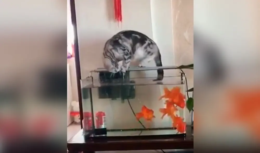 Desliza las imágenes para observar el incidente que sufrió un gato tras intentar cometer una travesura a escondidas. Foto: captura de Facebook