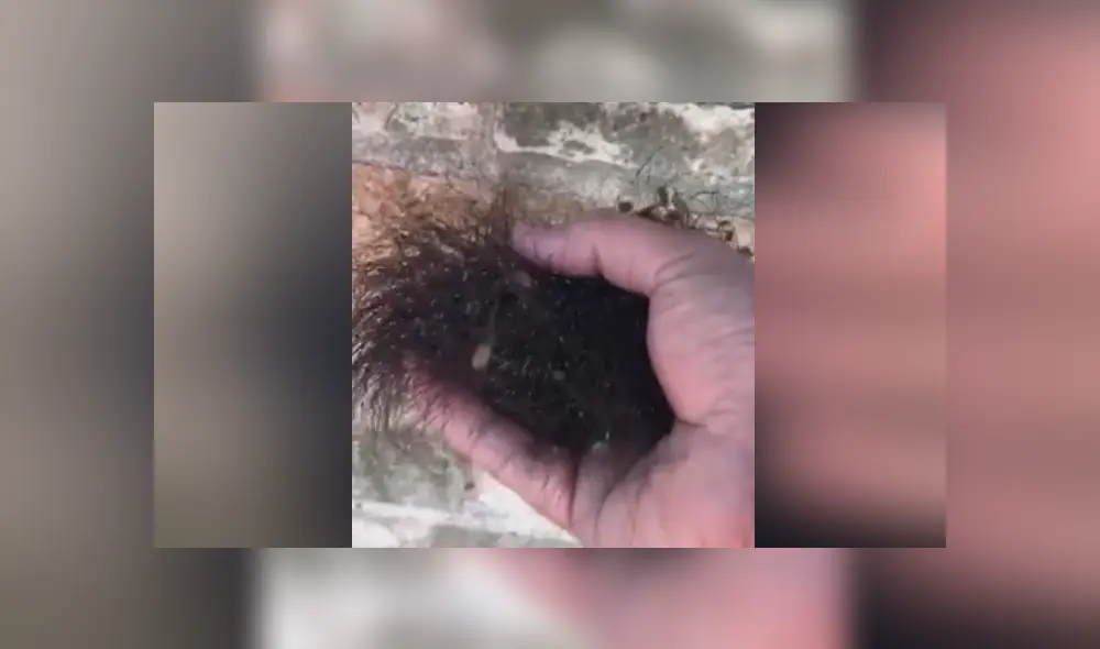 YouTube viral: cree haber encontrado una extraña criatura ‘peluda’, la agarra y queda totalmente aterrado YouTube viral: cree haber encontrado una extraña criatura ‘peluda’, la agarra y queda totalmente aterrado