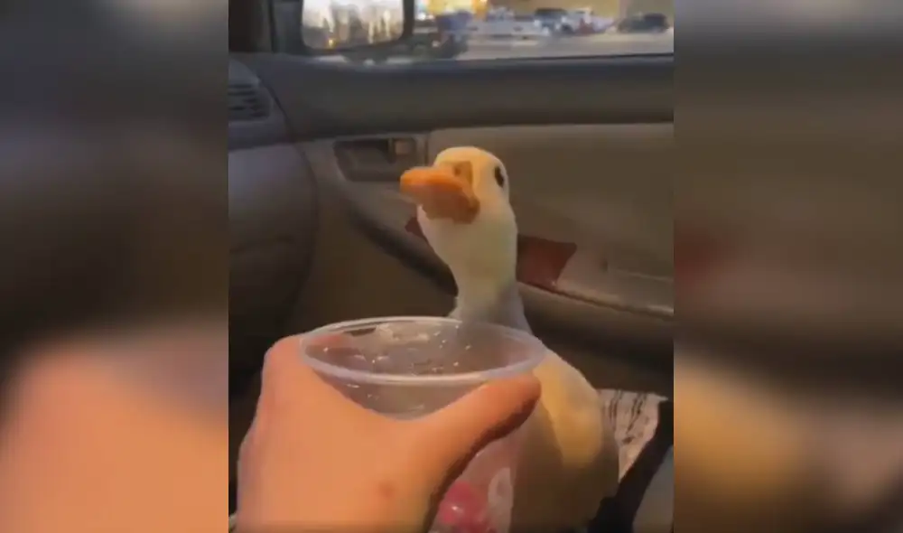 Desliza las imágenes para apreciar la reacción de un inquieto pato para ‘pedirle’ a su dueña un poco de agua. Foto: captura de TikTok Desliza las imágenes para apreciar la reacción de un inquieto pato para ‘pedirle’ a su dueña un poco de agua. Foto: captura de TikTok