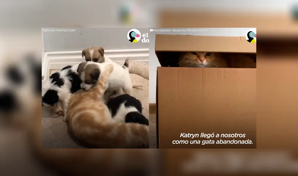 Desliza a la izquierda para ver el gesto que enterneció a los usuarios de Facebook. Foto: Captura Dodo. Desliza a la izquierda para ver el gesto que enterneció a los usuarios de Facebook. Foto: Captura Dodo.