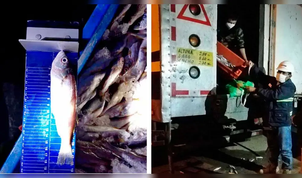 Incautan pescado que no cumplía normativas en distrito de Ignacio Escudero. (
