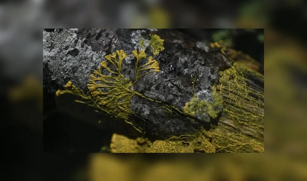 La extraña criatura que posee 720 sexos, puede regenerarse y aprender pese a no tener cerebro [FOTOS]