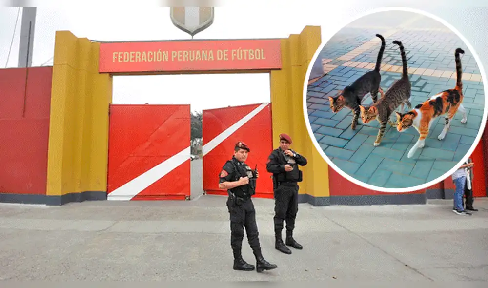 FPF le debe a empresa que contrató para desalojar gatos de la Videna