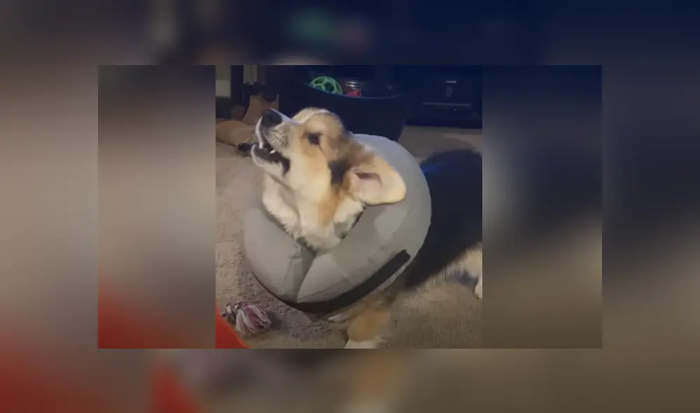 El can fue adoptado cuando era apenas un pequeño cachorro. Foto: YouTube El can fue adoptado cuando era apenas un pequeño cachorro. Foto: YouTube