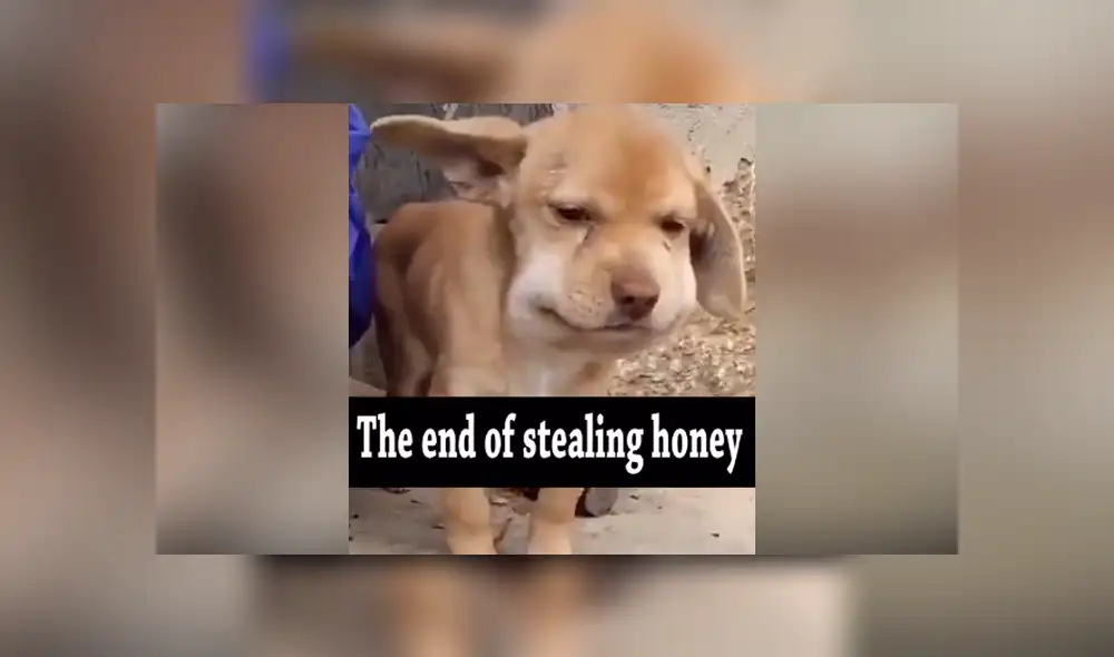 A través de TikTok se hizo viral el momento en que un curioso perro recibe picaduras de varias abejas tras acercarse a un panal.