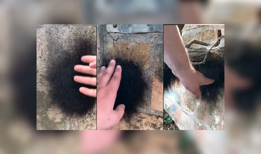 YouTube viral: cree haber encontrado una extraña criatura ‘peluda’, la agarra y queda totalmente aterrado YouTube viral: cree haber encontrado una extraña criatura ‘peluda’, la agarra y queda totalmente aterrado