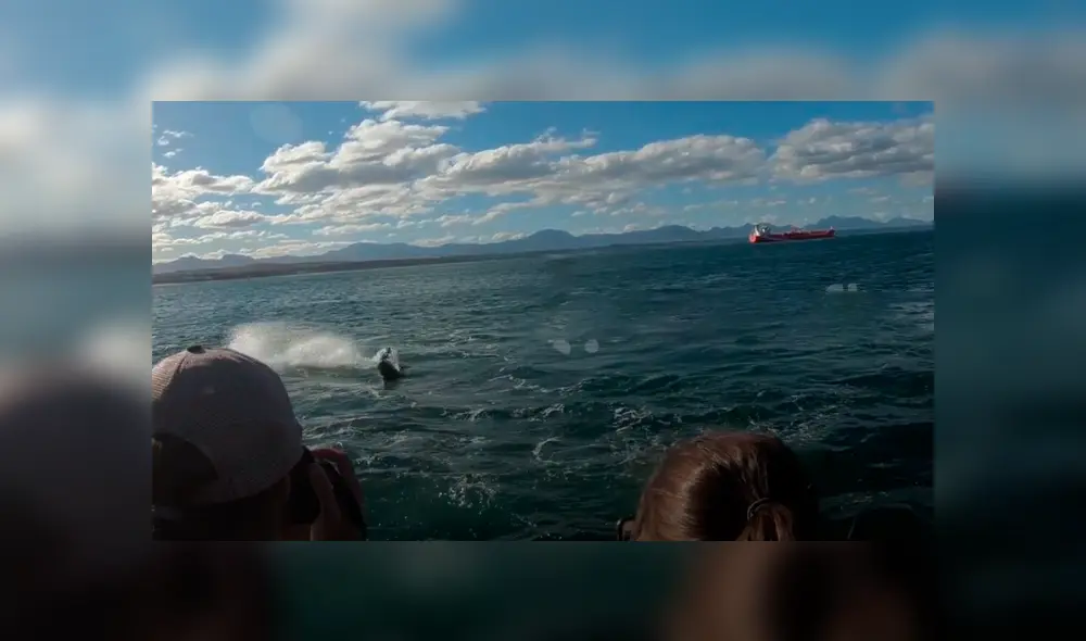 Un grupo de investigadores grabaron el momento en que una foca lucha por su vida tras el ataque de un feroz tiburón. Un grupo de investigadores grabaron el momento en que una foca lucha por su vida tras el ataque de un feroz tiburón.