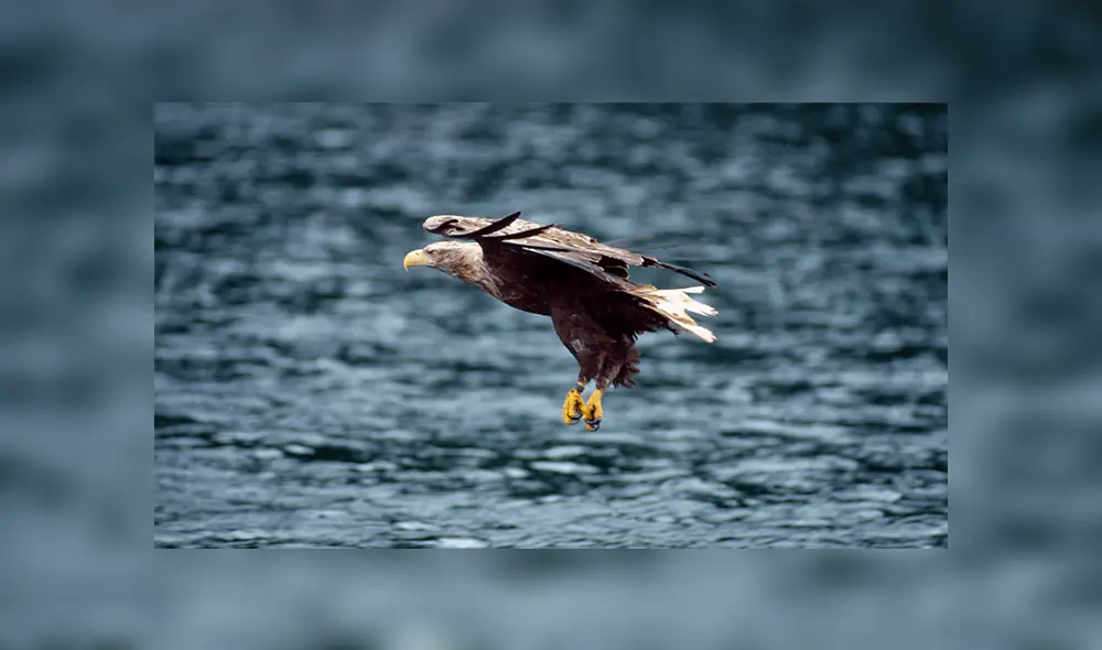 Águila de cola blanca reapareció, tras 240 años, sobrevolando los cielos de Inglaterra. Foto: Roy Dennis Wildlife Foundation