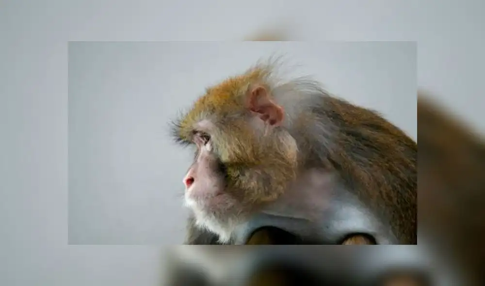 Los monos rhesus, generalmente utilizados debido a sus similitudes con los humanos, fueron los protagonistas del estudio sobre el coronavirus. Foto: AFP