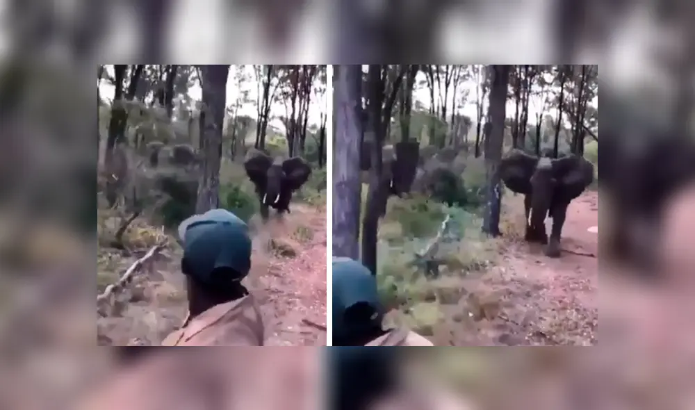 Turistas molestan a elefantes y estos enfurecen.