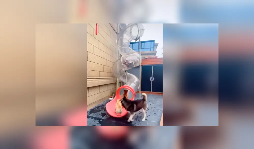 Desliza las imágenes hacia la izquierda para observar la creativa construcción de un joven para sus perros.