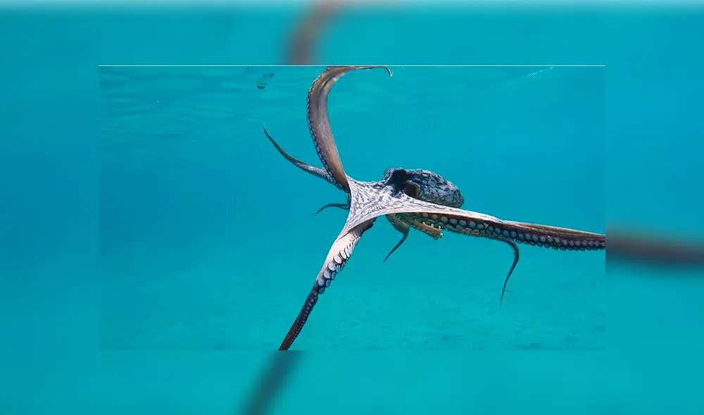 YouTube viral: pulpo ‘baila’ para un buzo en el fondo del mar y sorprende a miles [VIDEO]