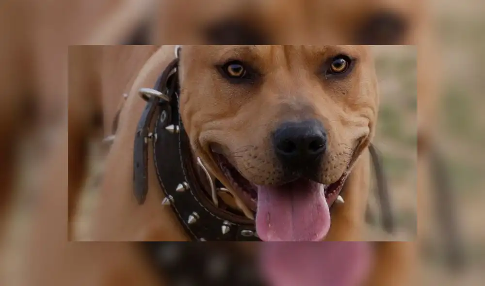 Niño de siete años cae de un árbol, es atacado por pitbull y muere