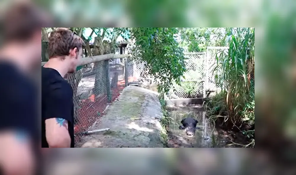 Desliza hacia la izquierda para ver el encuentro de un cuidador del zoológico con un feroz cocodrilo. Video es viral en YouTube. Desliza hacia la izquierda para ver el encuentro de un cuidador del zoológico con un feroz cocodrilo. Video es viral en YouTube.