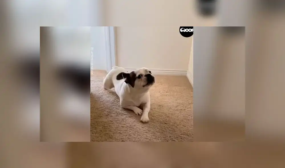 Desliza las imágenes para ver la curiosa forma que tuvo un perro travieso para pedir perdón a su dueña: Woof Woof Desliza las imágenes para ver la curiosa forma que tuvo un perro travieso para pedir perdón a su dueña: Woof Woof