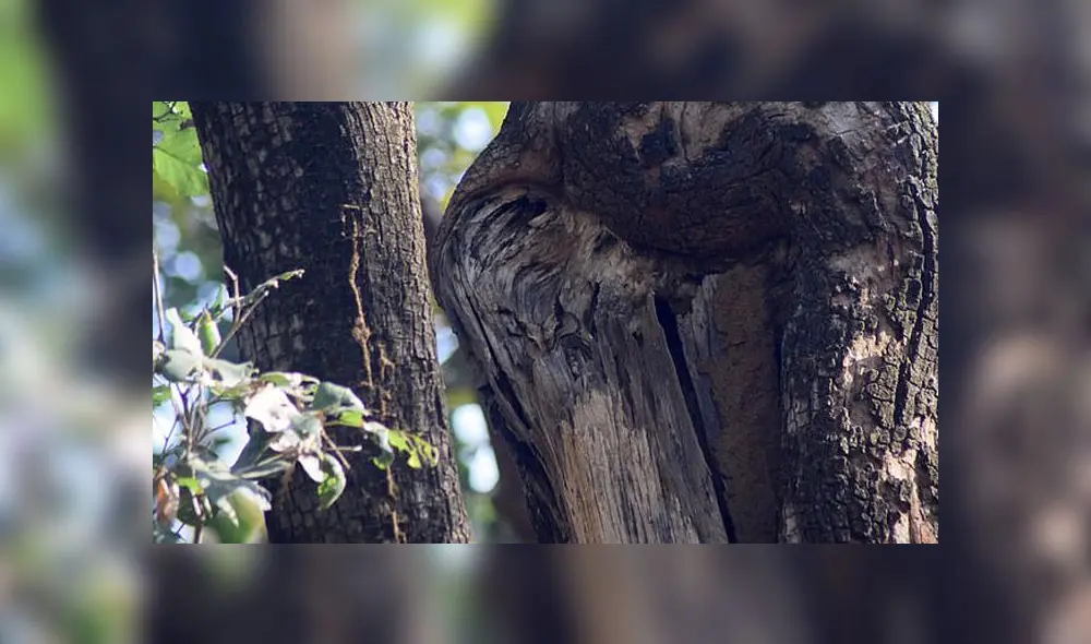Desliza las imágenes para ver el lugar exacto en que esta astuta ave se encuentra oculta. Foto: Varun Jain/Twitter