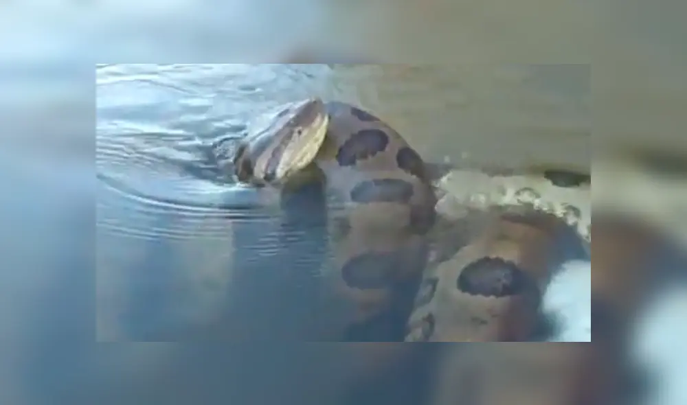 YouTube viral: final de la brutal pelea entre anaconda y cocodrilo deja en shock a usuarios [VIDEO]