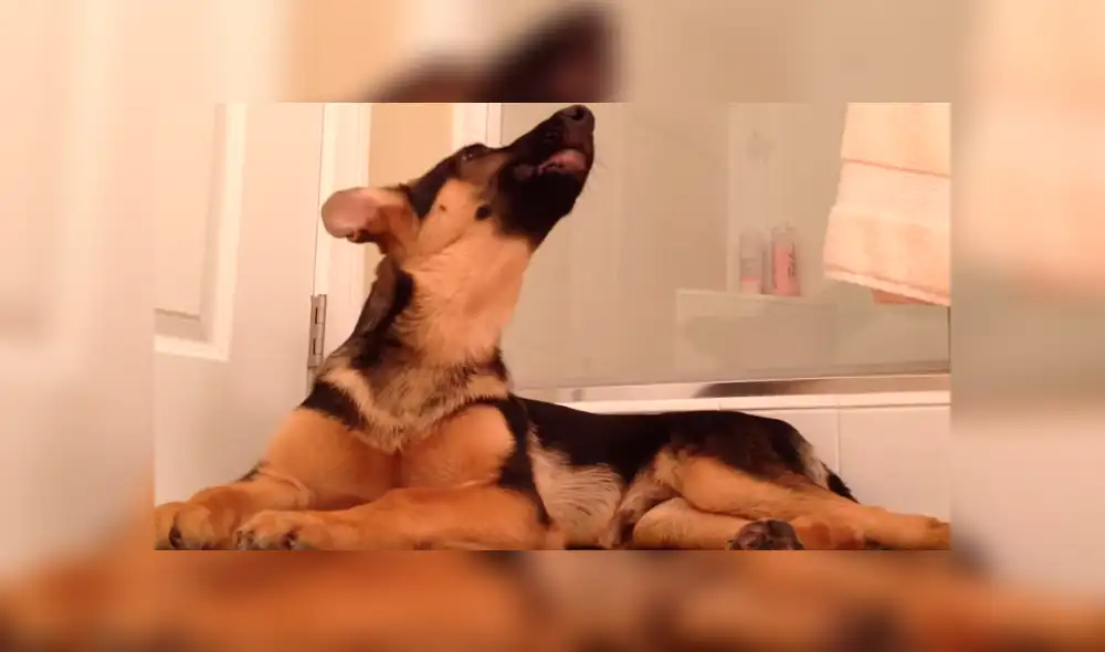 Perro canta al ritmo de su dueño en la ducha y se roba el show en las redes [VIDEO] 