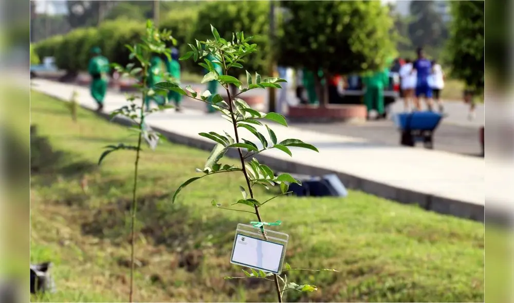 Los interesados deberán contar con espacios en jardines exteriores y comprometerse con el cuidado del árbol recibido. Foto: Municipalidad de San Borja