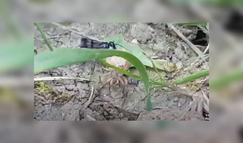 Desliza hacia la izquierda para ver el enfrentamiento de los insectos. Viral en Facebook. Foto: Captura. Desliza hacia la izquierda para ver el enfrentamiento de los insectos. Viral en Facebook. Foto: Captura.