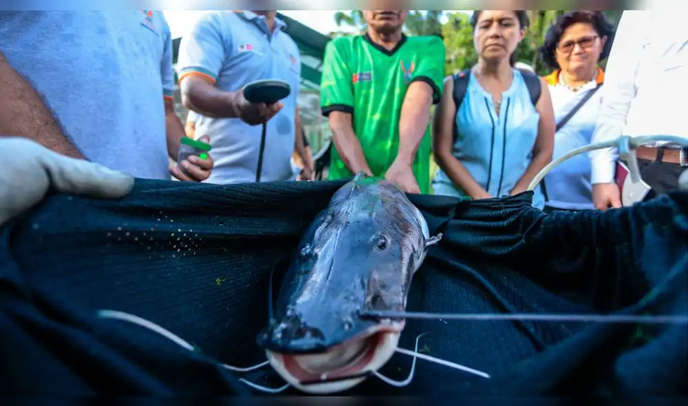 Unión Europea invierte más de 50 millones de euros en la Amazonía peruana