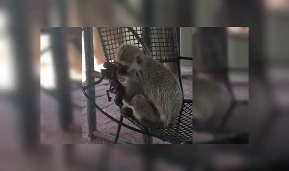 Turista se percató de que la mona sostenía algo extraño y cuando se acercó, presenció la triste escena. El video ha conmocionado a todos en YouTube