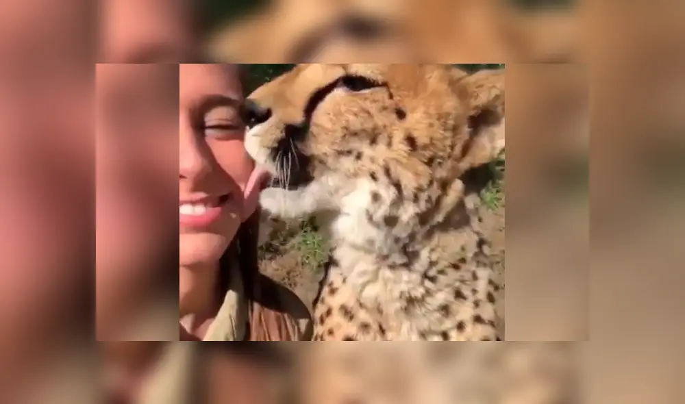 La arriesgada cuidadora de felinos le dio un beso a un leopardo. La arriesgada cuidadora de felinos le dio un beso a un leopardo.