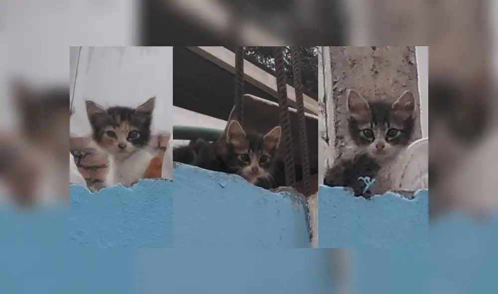 Gatitos abandonados buscan hogar con urgencia. Foto: Composición Gatitos abandonados buscan hogar con urgencia. Foto: Composición