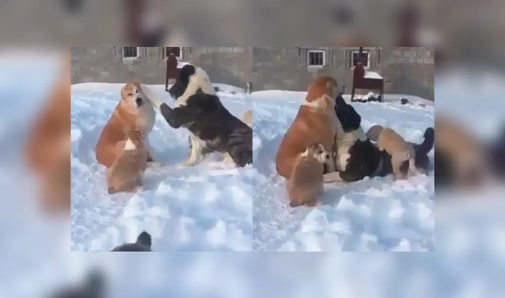 Facebook viral: perro busca la atención de su compañera y recibe la peor de las indiferencias