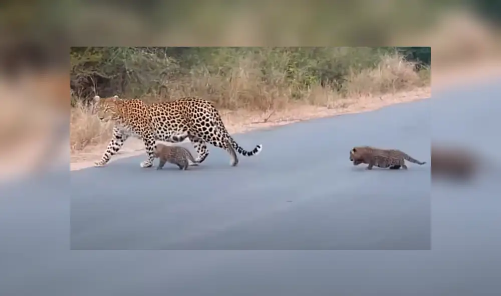 Desliza la imagen compartida en YouTube para verlas todas. Desliza la imagen compartida en YouTube para verlas todas.