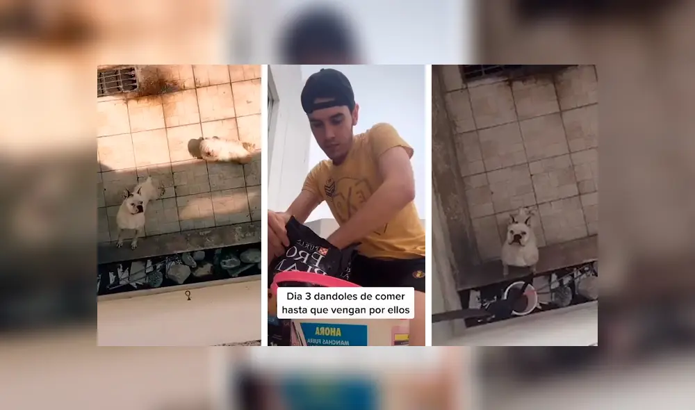 Desliza las imágenes hacia la izquierda para observar la noble acción de un joven para ayudar a unos indefensos perros. Desliza las imágenes hacia la izquierda para observar la noble acción de un joven para ayudar a unos indefensos perros.