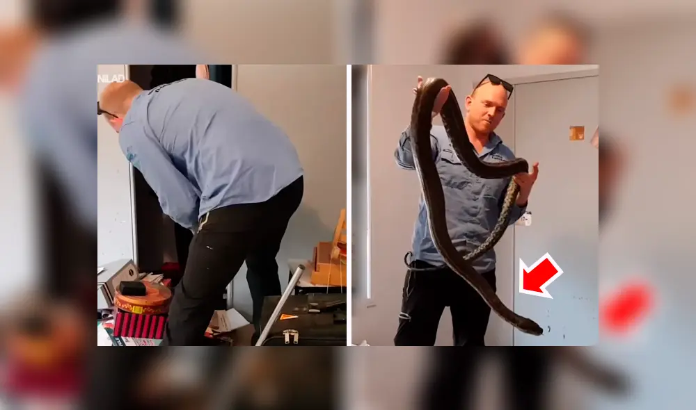 Video se viralizó en Facebook. Un hombre quedó asustado al toparse ‘cara a cara’ con un feroz reptil que salió del interior de su armario para atacarlo por sorpresa.