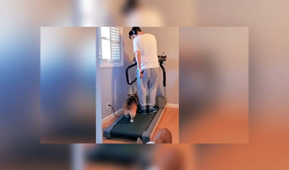 Desliza las imágenes para ver lo que hizo un curioso para evitar que su dueño haga ejercicio. Foto: RM Videos Desliza las imágenes para ver lo que hizo un curioso para evitar que su dueño haga ejercicio. Foto: RM Videos