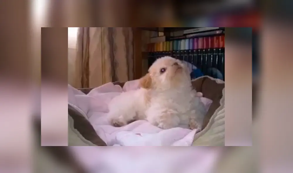 Desliza las imágenes para saber la verdadera raza de un pequeño perro al que creyeron era un shitzu. Fotocaptura: Facebook.