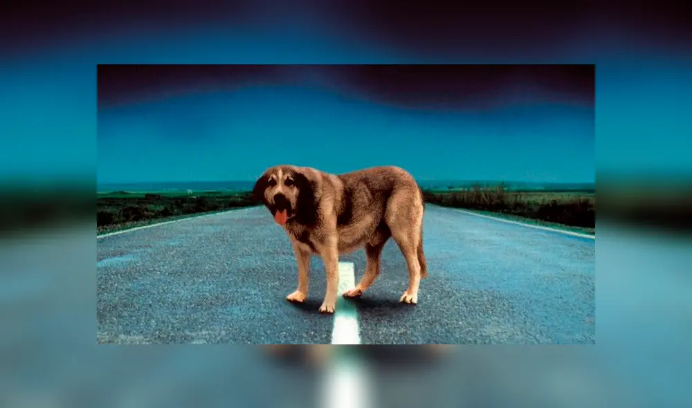 En México sólo 5.4 millones de mascotas viven en un hogar. (Foto: Pinterest)