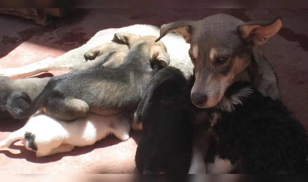 Canes fueron rescatados de las calles o de una situación de maltrato. Canes fueron rescatados de las calles o de una situación de maltrato.