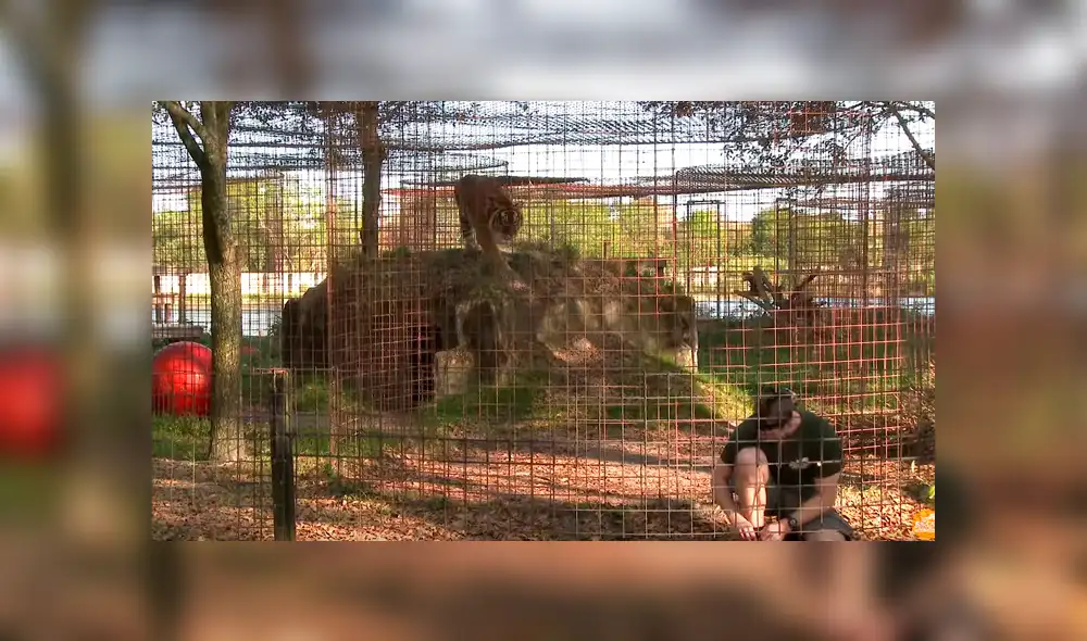 YouTube viral: No te imaginarás lo que sucede cuando este hombre ingresa a la jaula de un feroz tigre [VIDEO] 