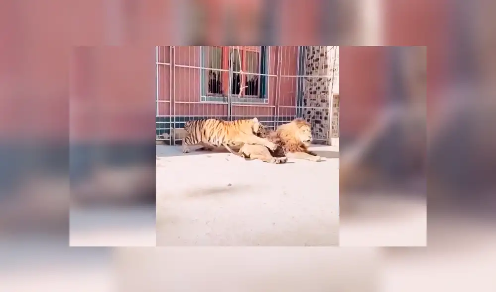 Desliza la imagen de YouTube para verlas todas. Foto: captura