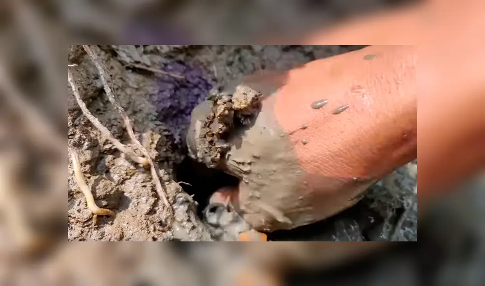 YouTube viral. Letal criatura aparece en misterioso hoyo de barro.