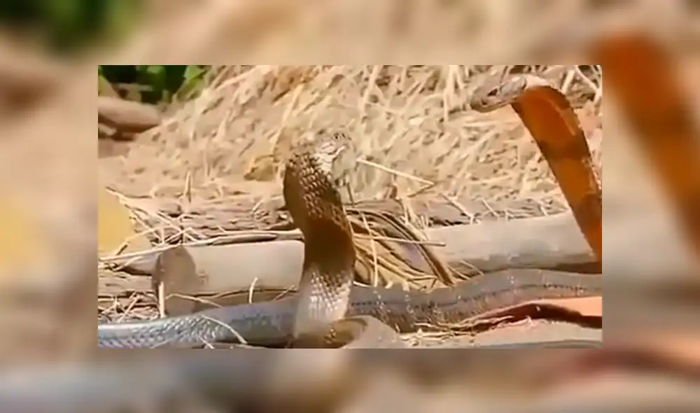 Facebook viral: peligrosas serpientes inician lucha y sucede algo increíble [VIDEO] 