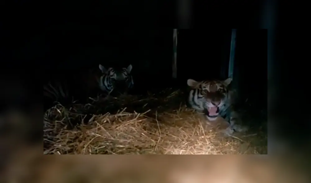 Desliza hacia la izquierda para ver la reacción que tuvieron los tigres con su amo. Imágenes de Facebook. Desliza hacia la izquierda para ver la reacción que tuvieron los tigres con su amo. Imágenes de Facebook.