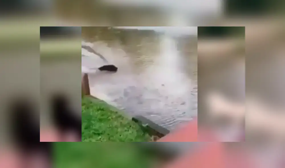 Facebook viral: Perros ven en peligro a su dueño y hacen lo imposible para salvarlo [VIDEO]